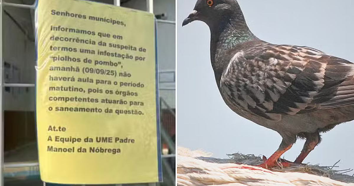 Aulas suspensas em escola de Cubatão após infestação de “piolhos de pombo”