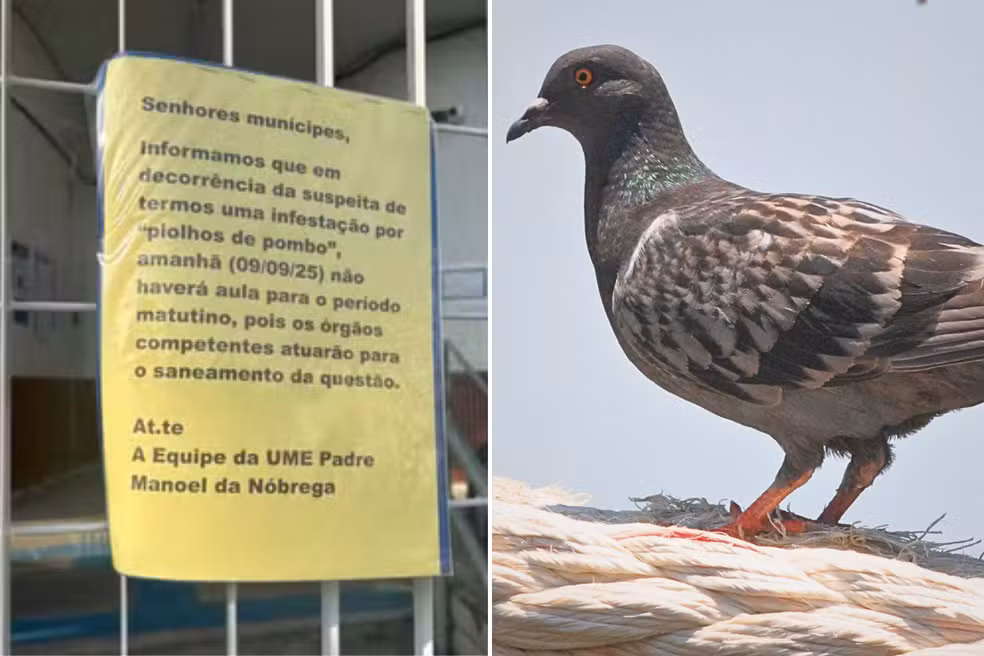 Aulas suspensas em escola de Cubatão após infestação de “piolhos de pombo”